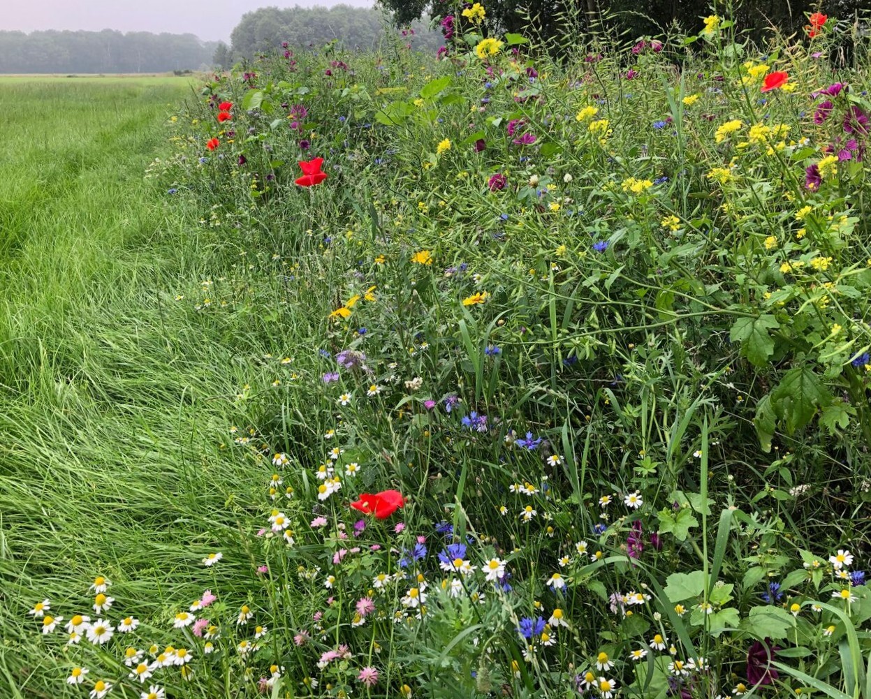 Gemeente Boxtel blijft investeren in groener en biodiverser buitengebied