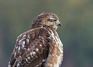 Melding agressieve roofvogels