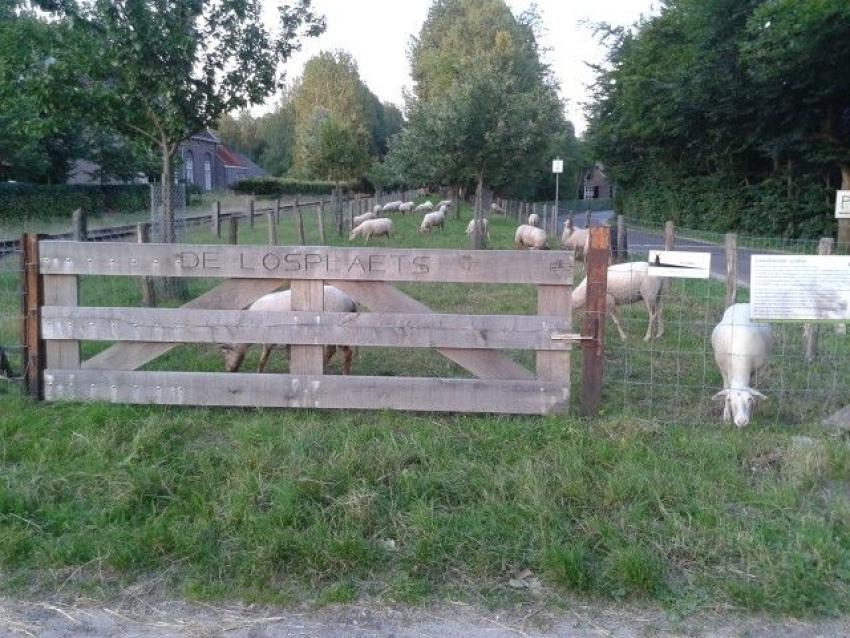 Schapen in een wei