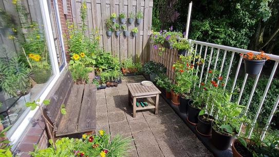 Groen balkon, klik voor een vergroting