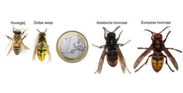 Vergelijking formaat Aziatische hoornaar naast andere insecten en een 1 euromunt 