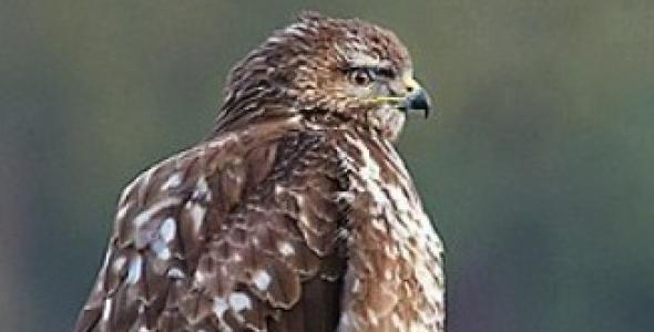 Buizerd