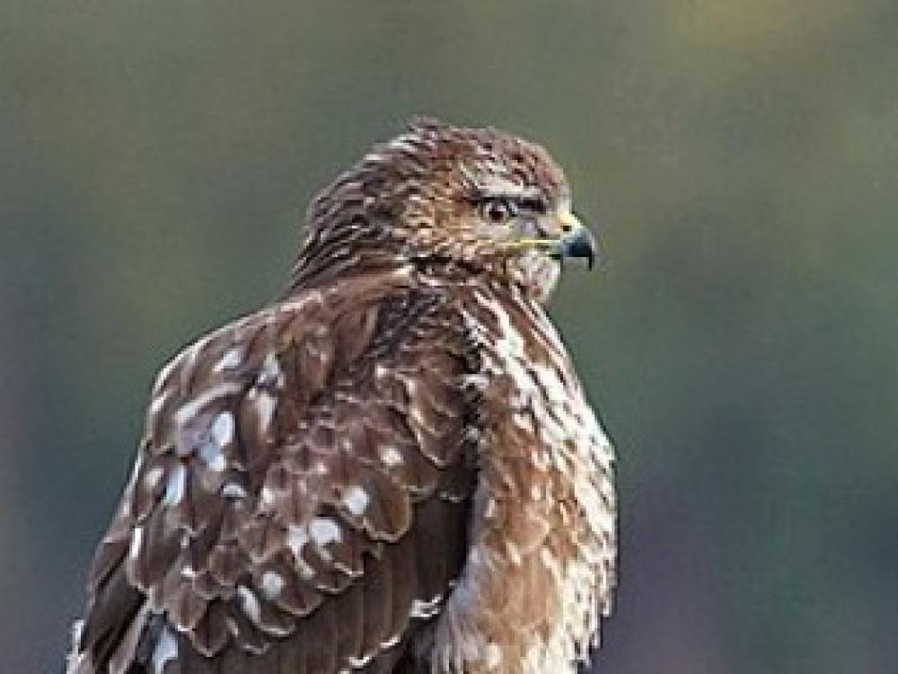 Buizerd