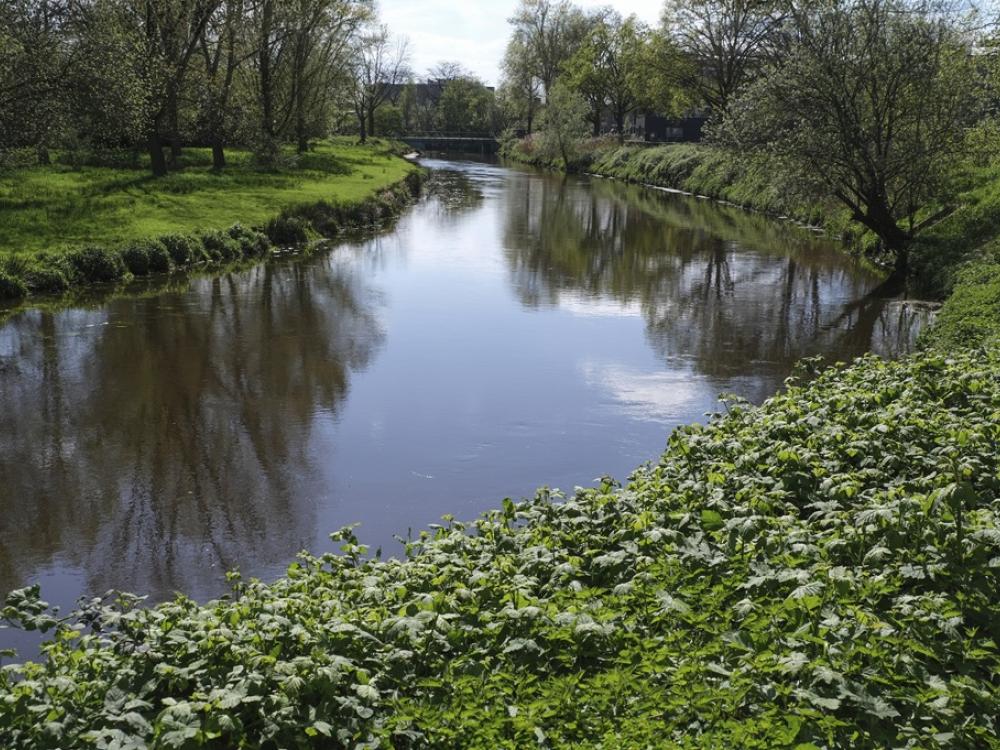 Stroom met struiken en bomen erlangs